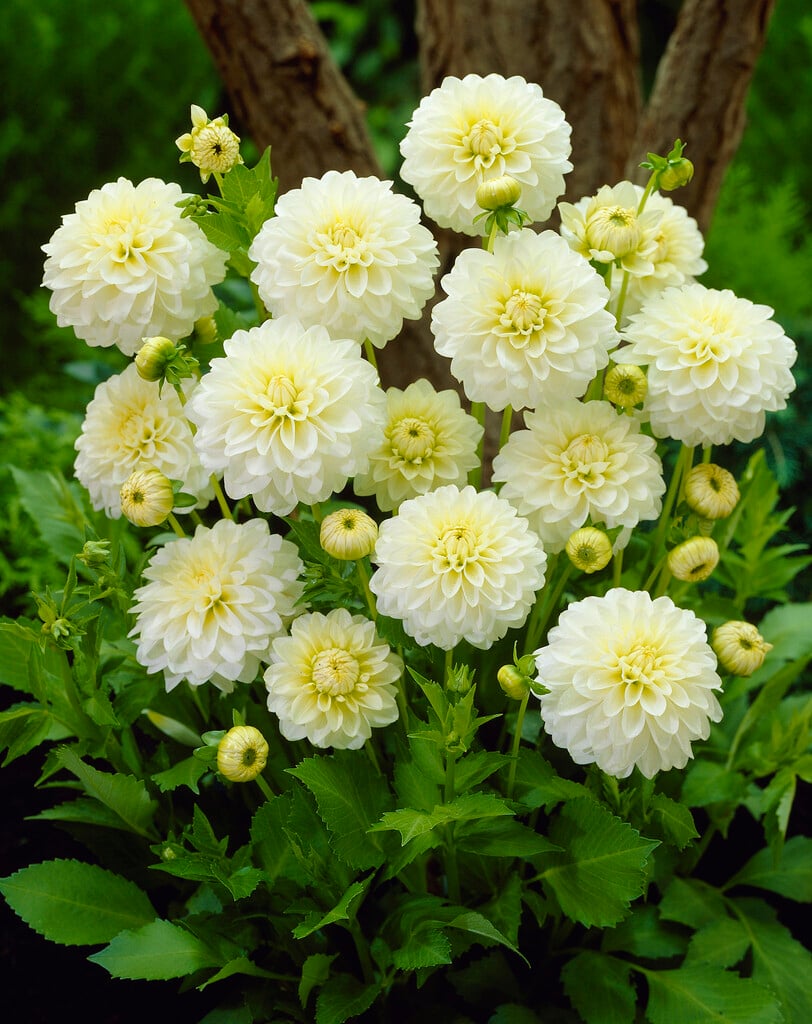<i>Dahlia</i> 'Karma Serena' (D)