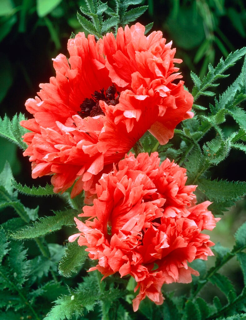 oriental poppy 'Garden Glory'