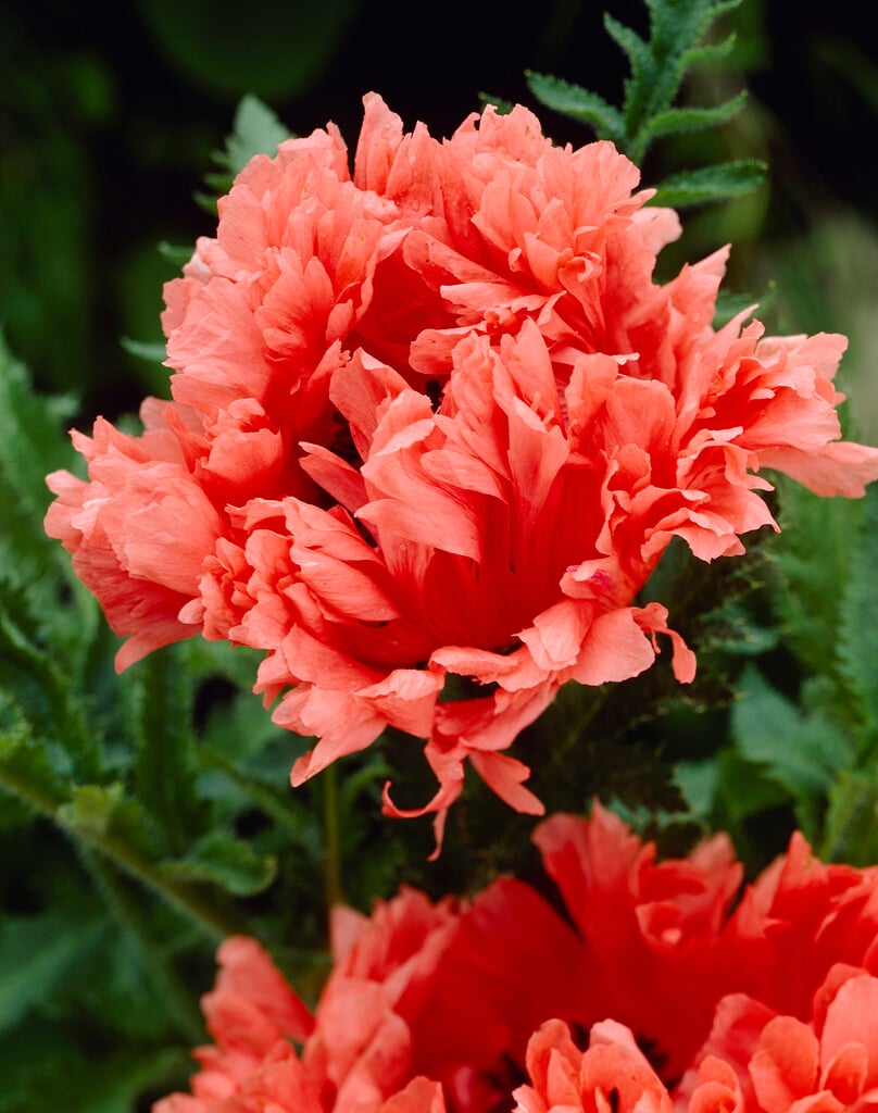 oriental poppy 'Garden Glory'