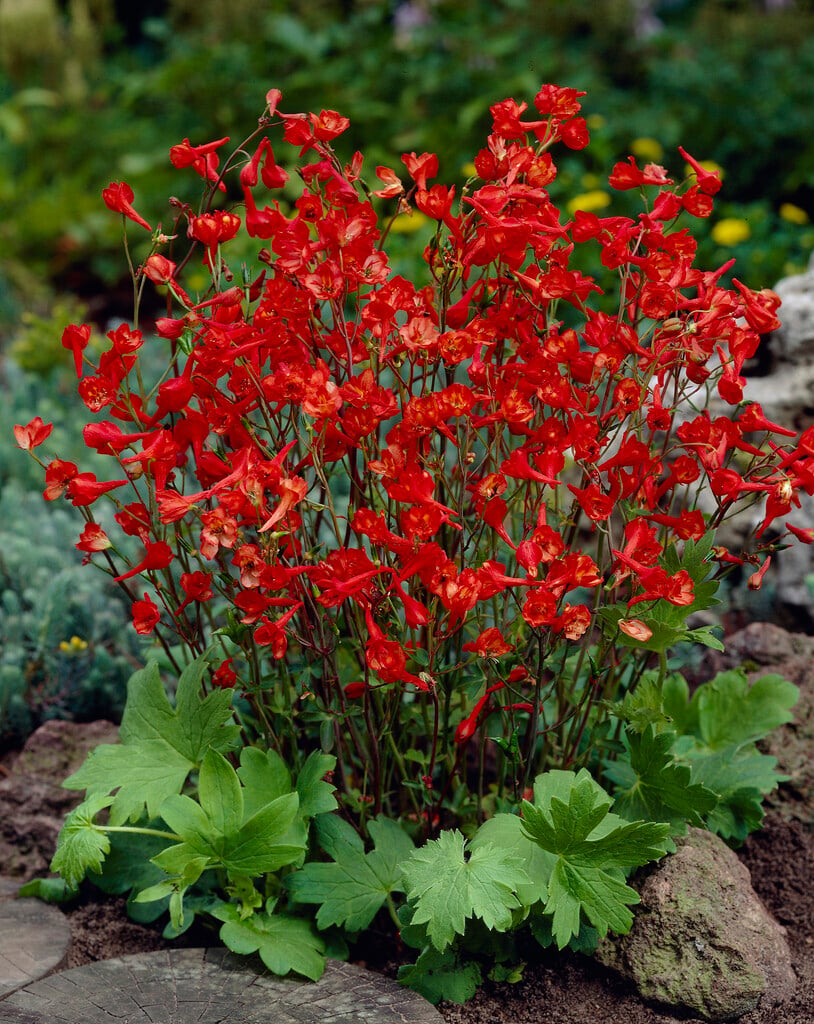 dwarf red larkspur