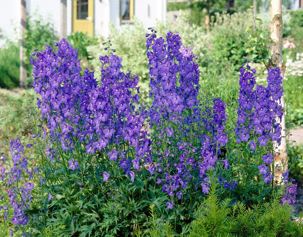 <i>Delphinium</i> (Belladonna Group) 'Piccolo'