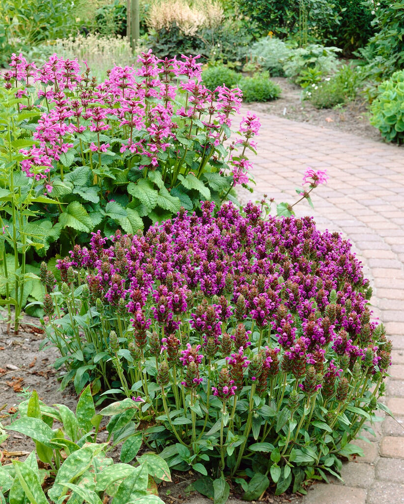 large selfheal
