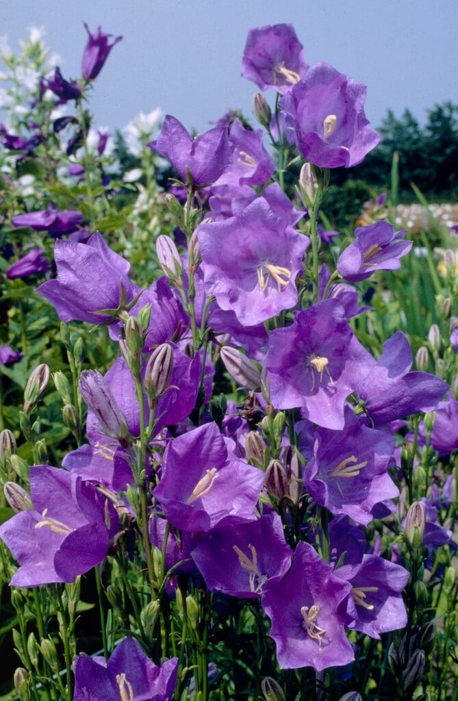 <i>Campanula</i> <i>persicifolia</i> blue-flowered
