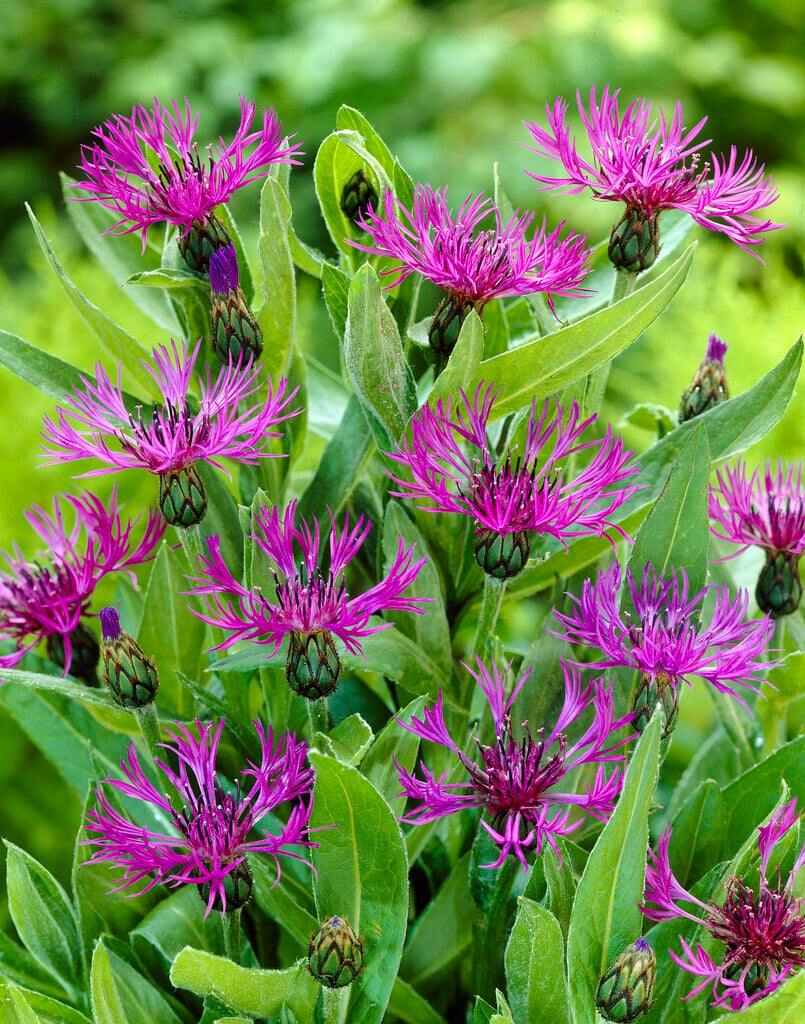 perennial cornflower 'Violetta'