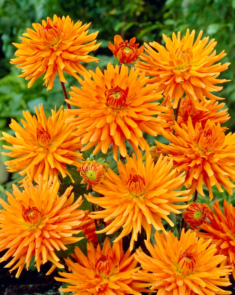 dahlia 'Ludwig Helfert'