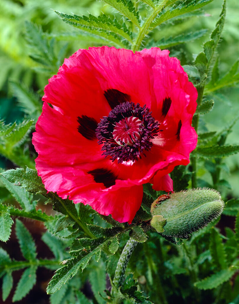 oriental poppy 'Watermelon'