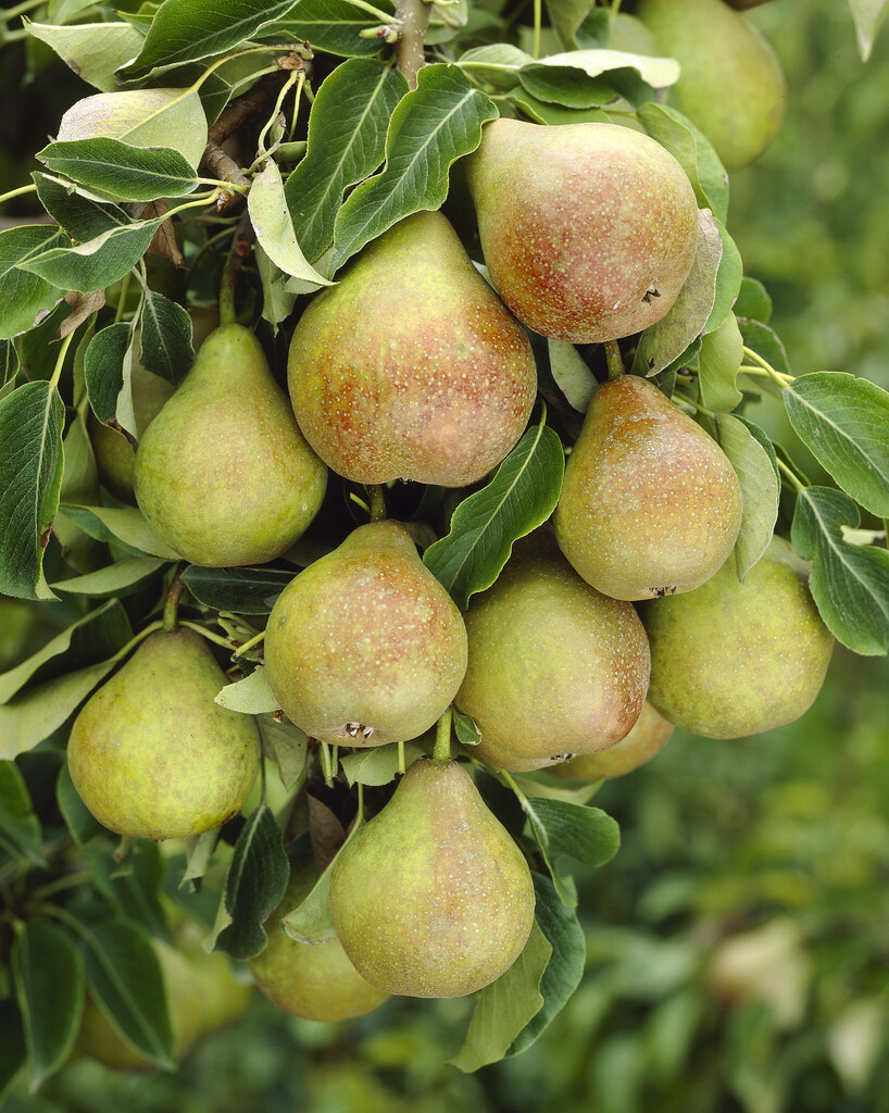 pear 'Gieser Wildeman'