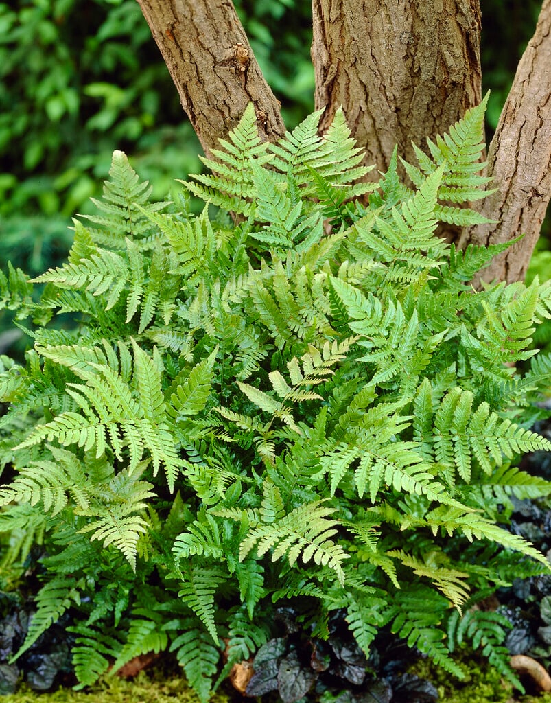 Dryopteris erythrosora | copper shield fern Ferns/RHS Gardening