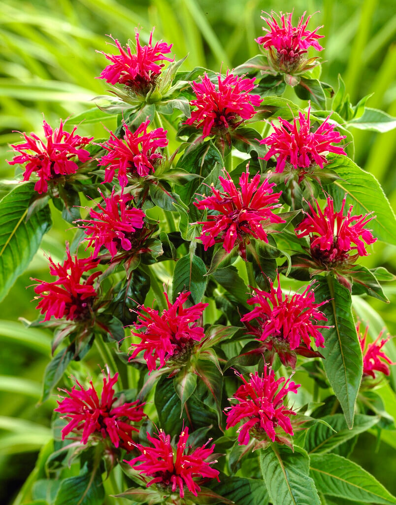 bergamot 'Purple Ann'