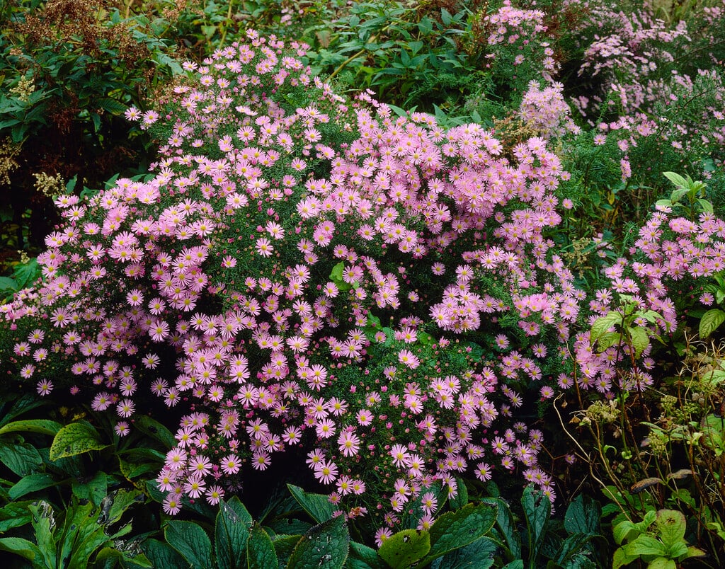 heath aster 'Esther'