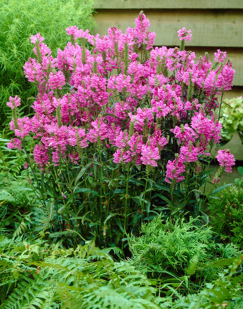 obedient plant 'Bouquet Rose'