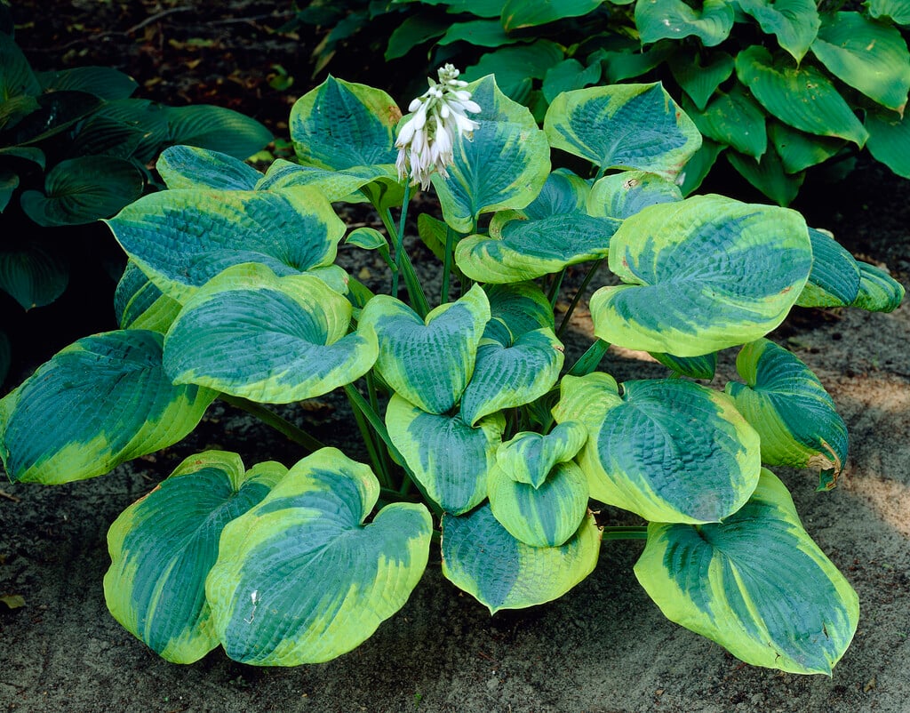 plantain lily 'Samurai'