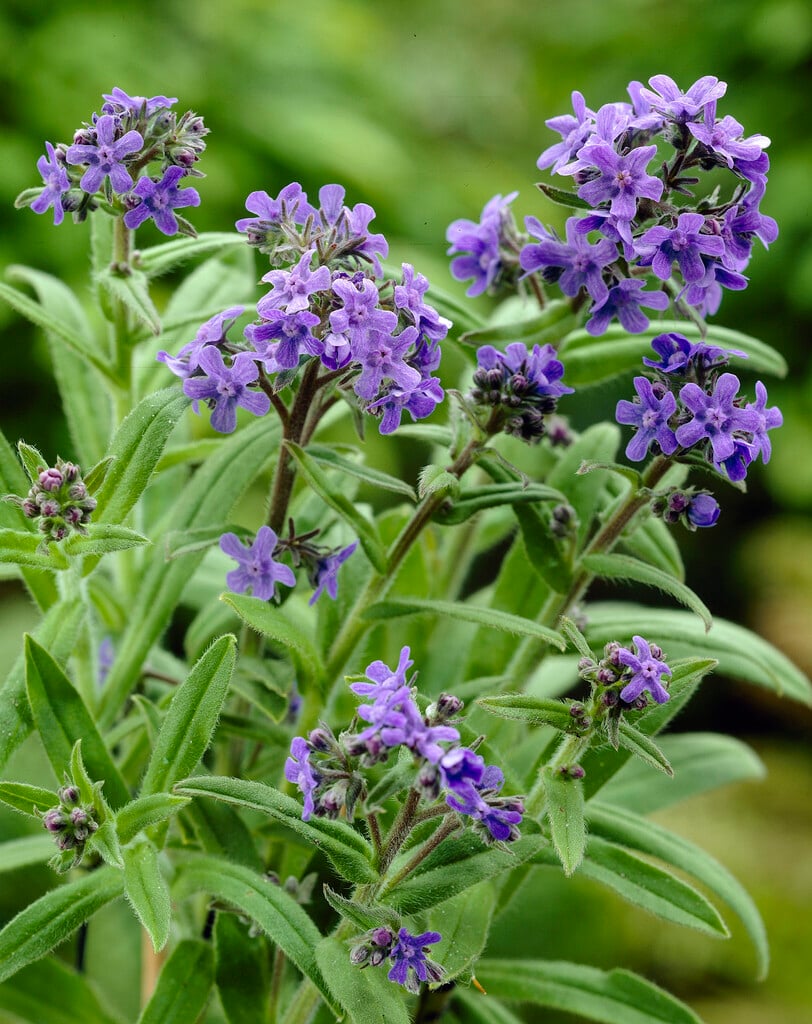 <i>Anchusa</i> <i>azurea</i> 'Little John'