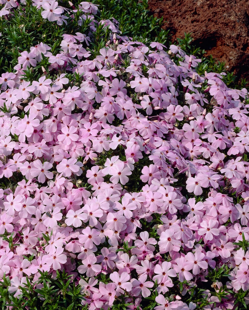 phlox 'Lilac Cloud'