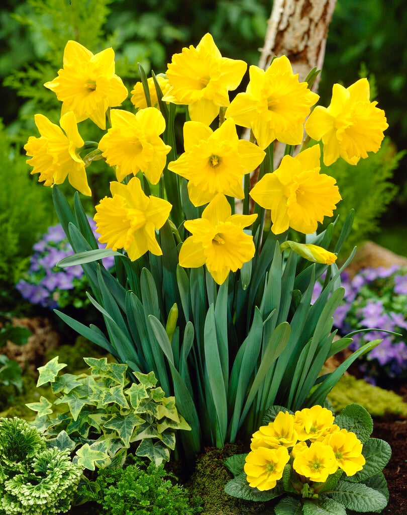 daffodil 'Ballade'