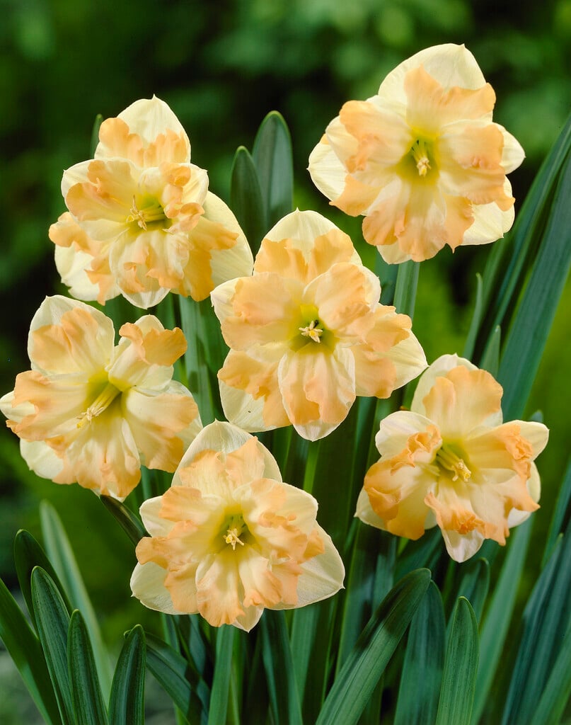 daffodil 'Cum Laude'