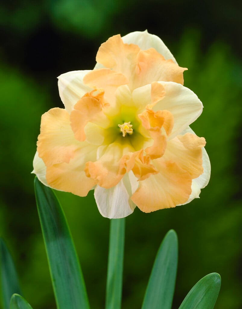 daffodil 'Cum Laude'