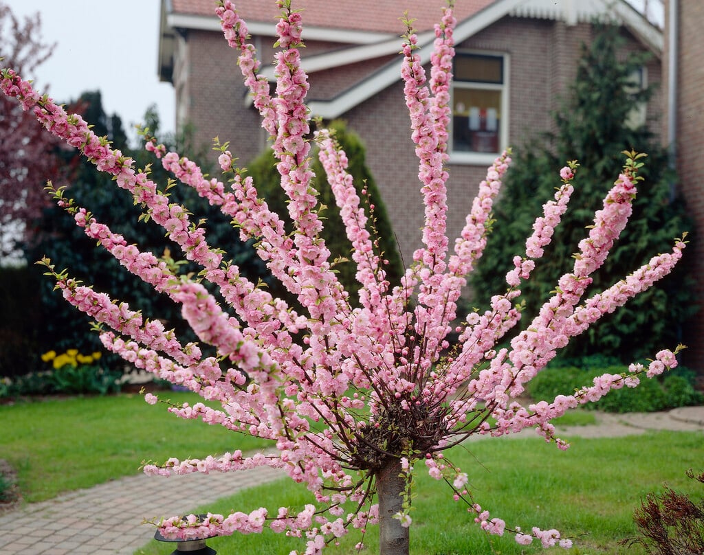 flowering almond