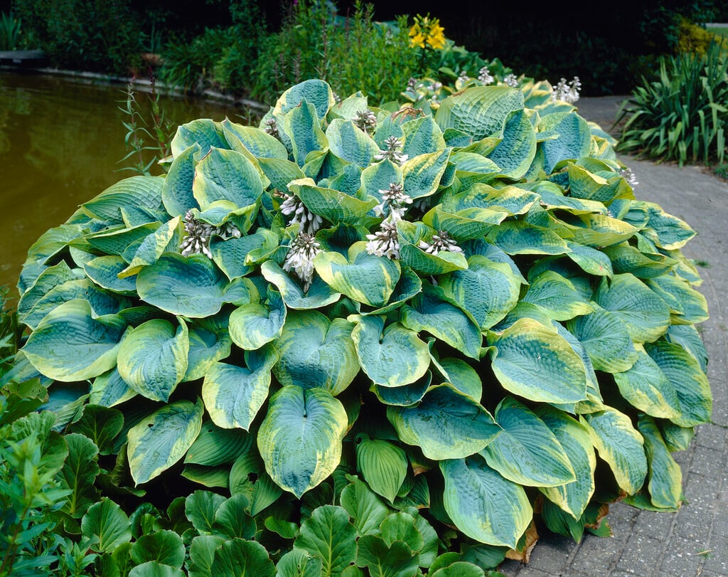 plantain lily 'Frances Williams'