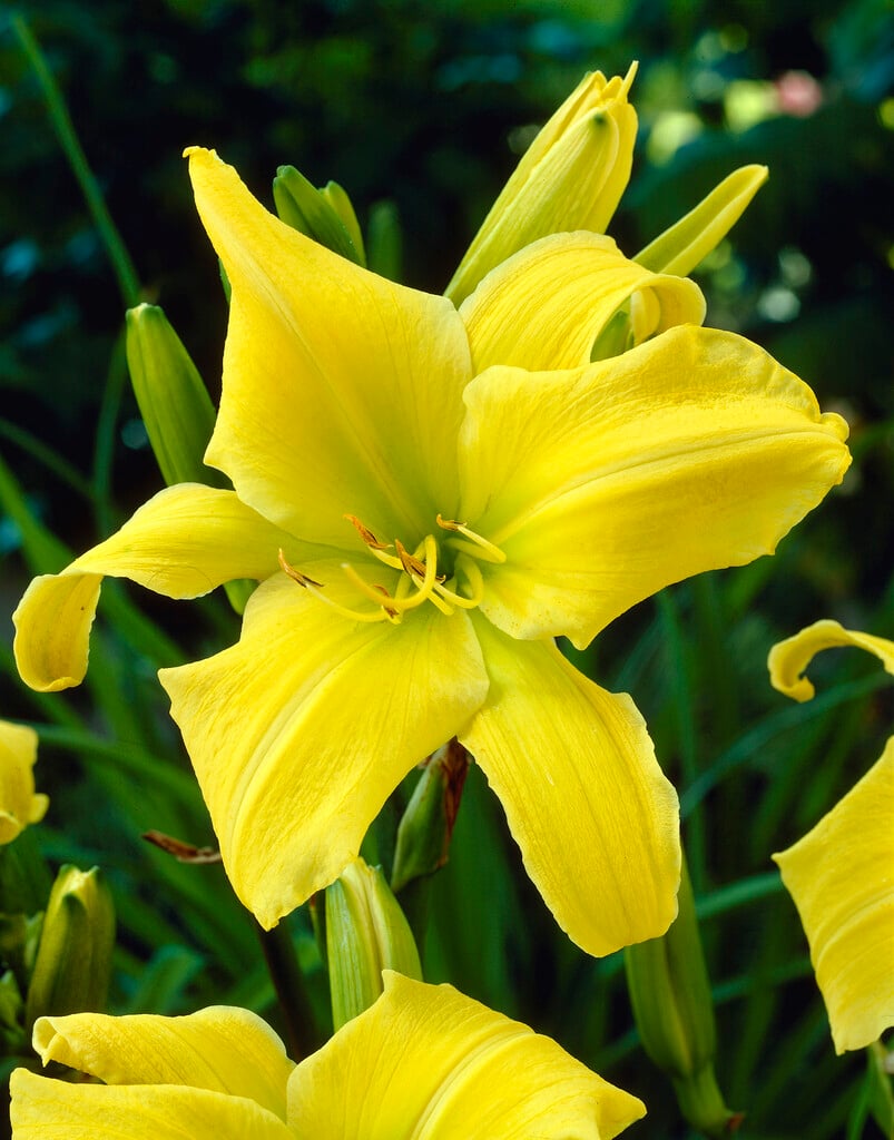 daylily 'Hyperion'
