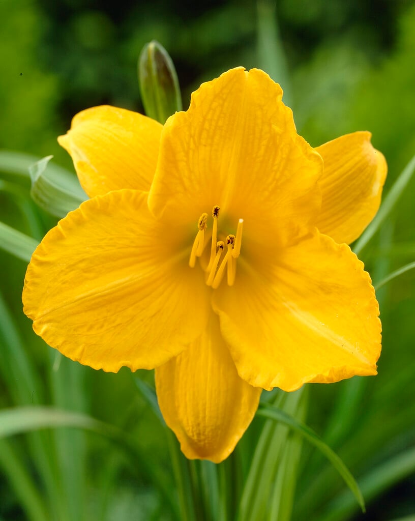 daylily 'Golden Prize'