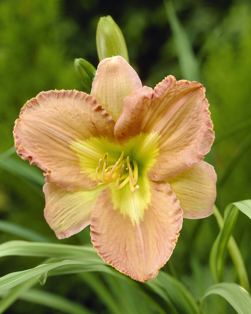 daylily 'Inner View'