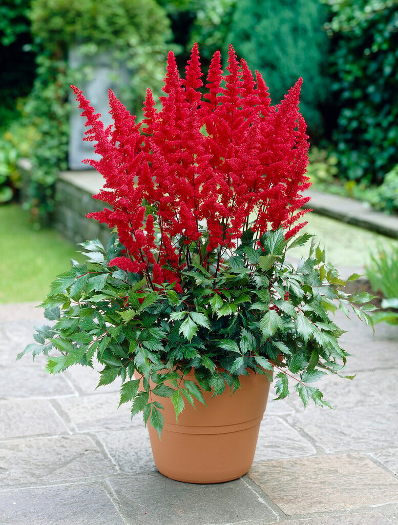astilbe 'Fanal'