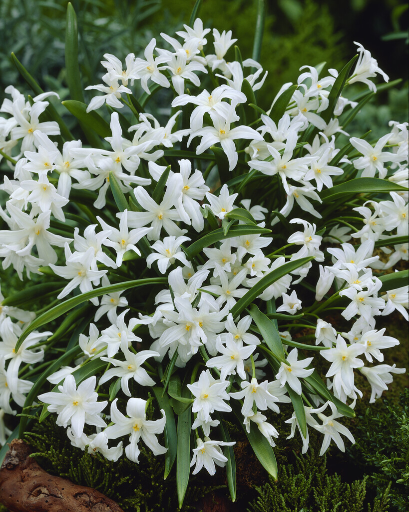 large-flowered Lucile's glory of the snow 'Alba'