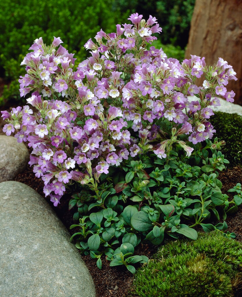 Malling toadflax