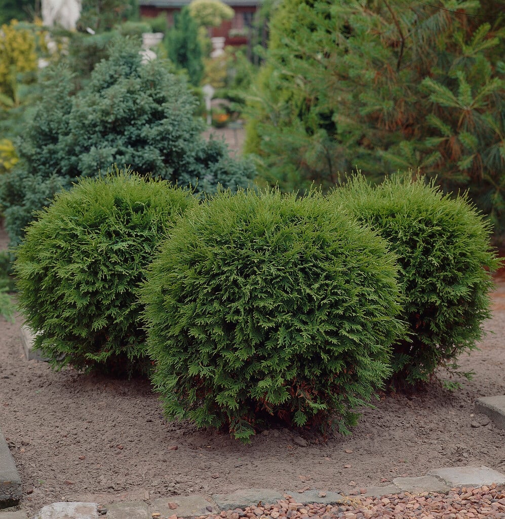 <i>Thuja</i> <i>occidentalis</i> 'Little Champion'