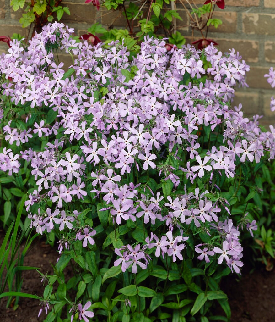 sweet william 'Blue Perfume'