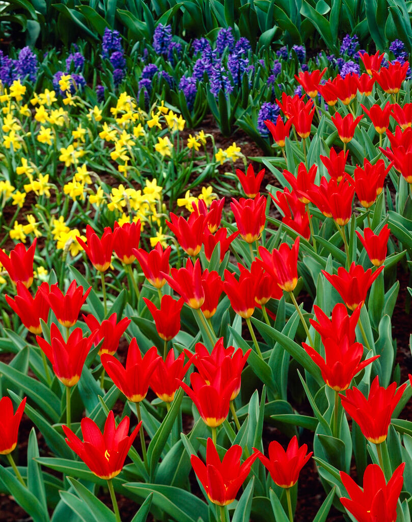 tulip 'Scarlet Baby'