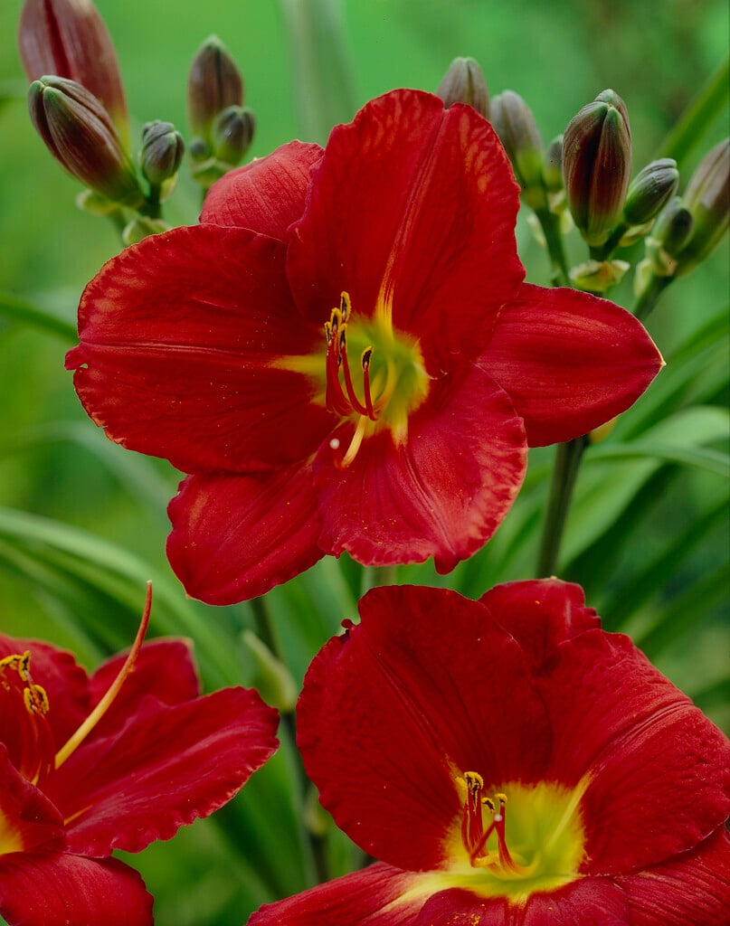 daylily 'James Marsh'