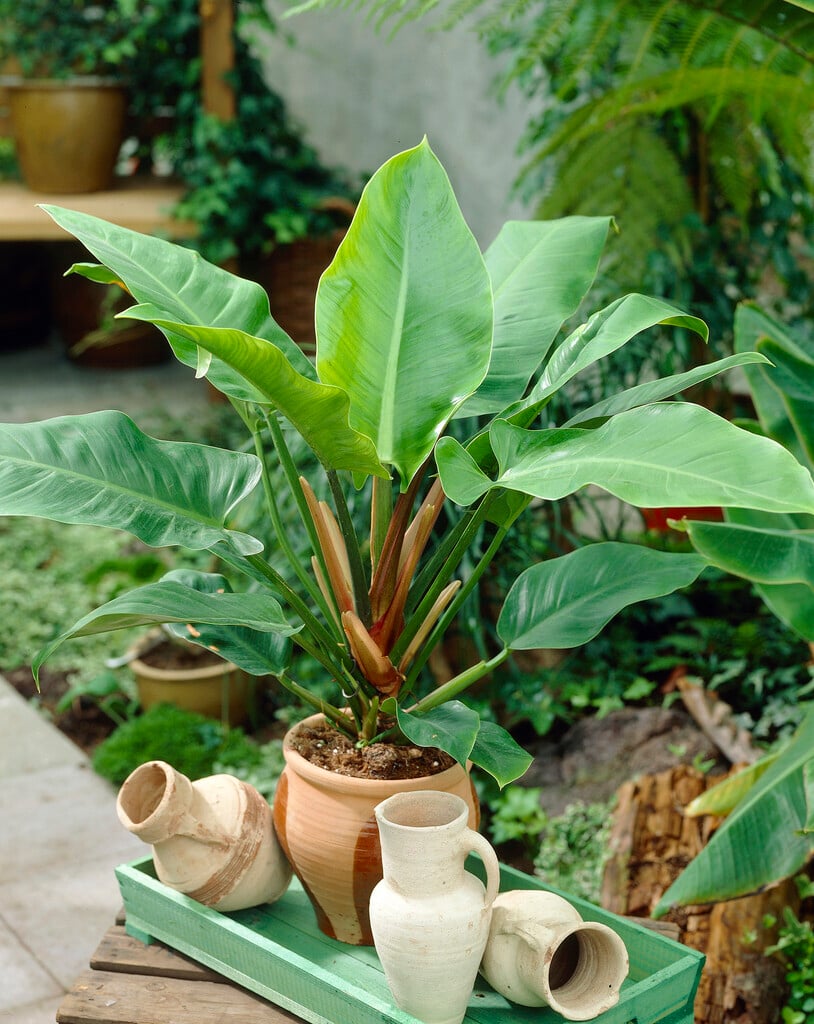 <i>Philodendron</i> <i>wendlandii</i>