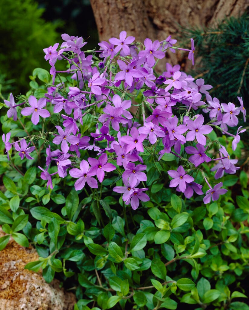 creeping phlox 'Purpurea'
