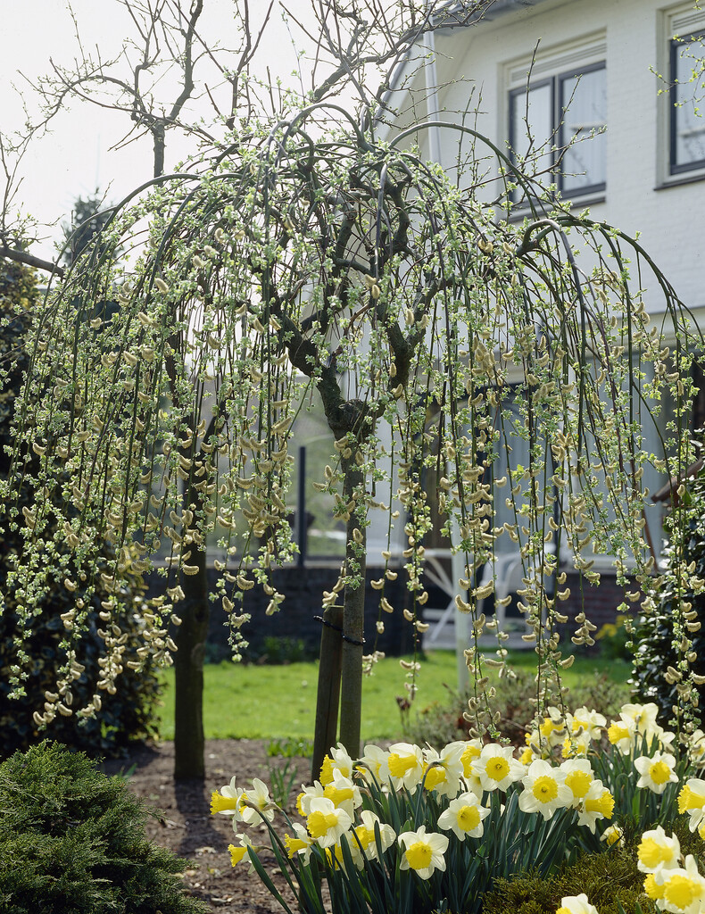 Kilmarnock willow