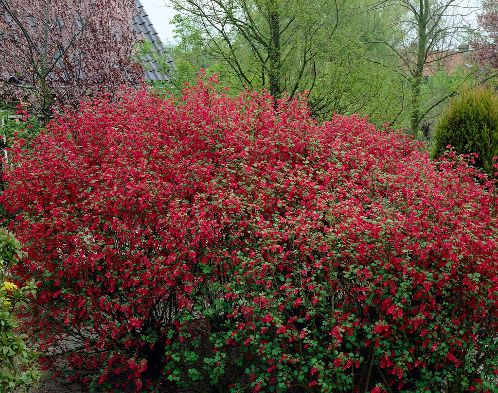 <i>Ribes</i> <i>sanguineum</i> 'Atrorubens'