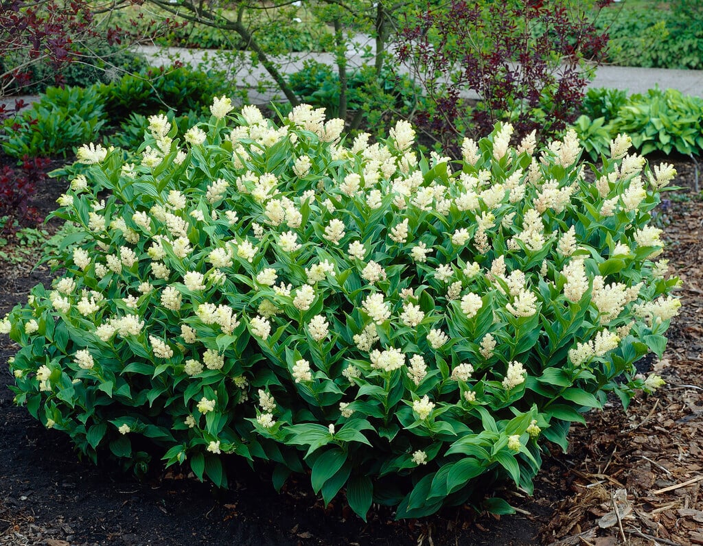 Maianthemum racemosum | false spikenard Herbaceous Perennial/RHS Gardening