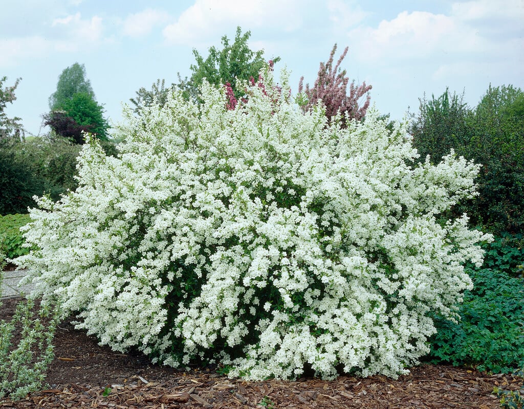 <em>Exochorda</em> <em>racemosa</em>