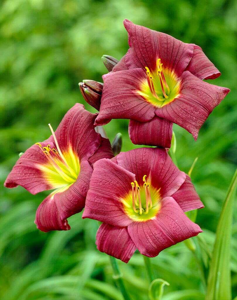 daylily 'Grape Velvet'