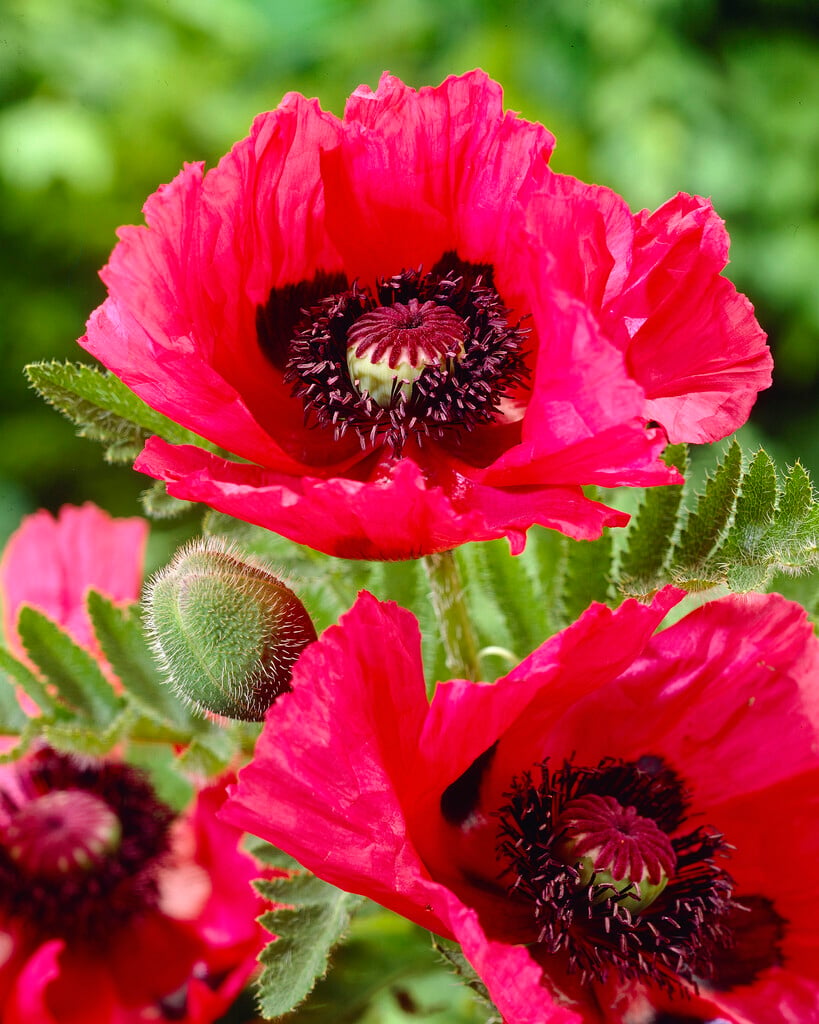 Фото махровых маков. Мак Papaver. Мак однолетник папавер. Мак Восточный Papaver orientale 'Cedar Hill'. Мак Восточный Curlilocks (Кёрлилокс).