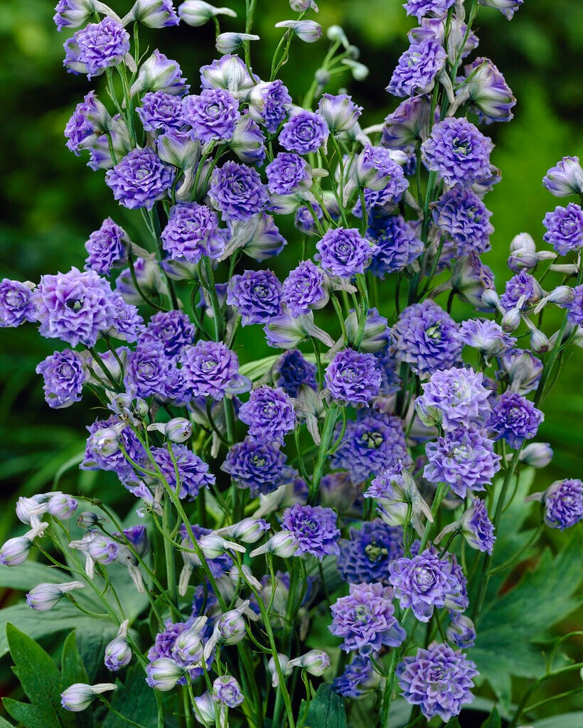 delphinium 'Alice Artindale'