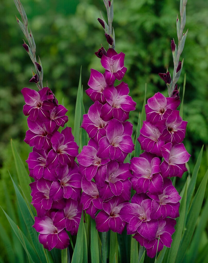 <i>Gladiolus</i> 'Violetta' (M)
