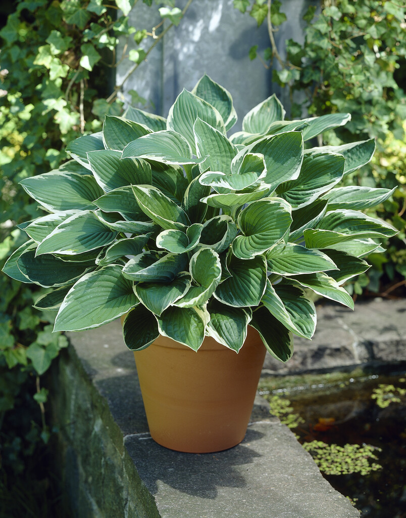 plantain lily 'Francee'
