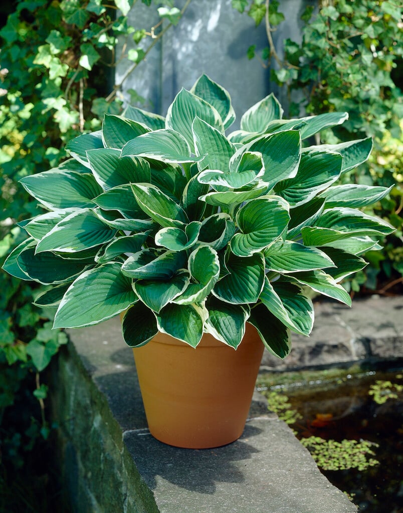 plantain lily 'Francee'