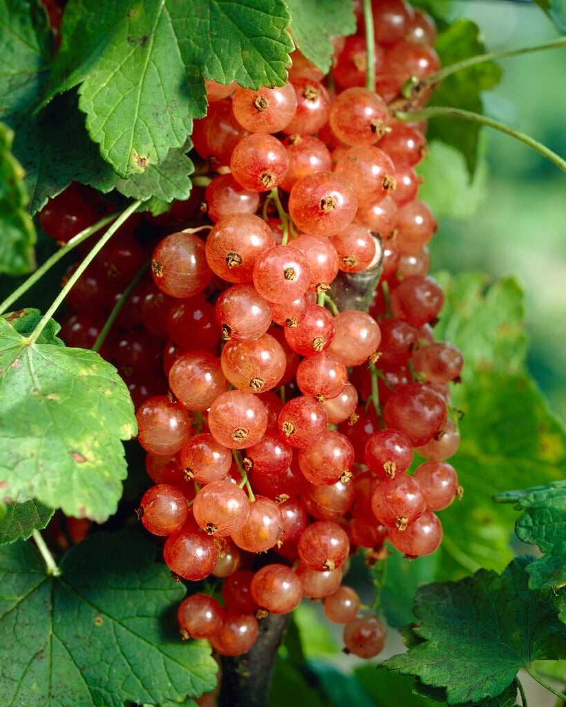 pinkcurrant [Rosa Sport]