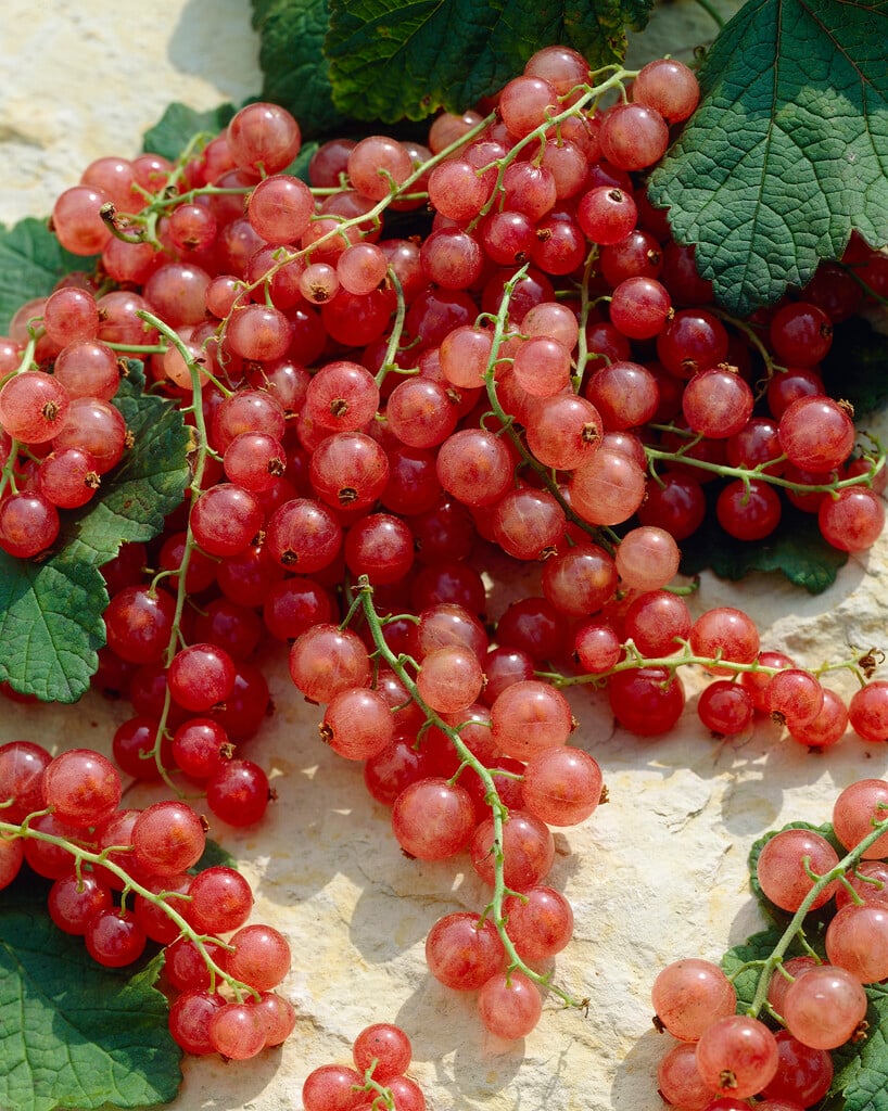 pinkcurrant [Rosa Sport]