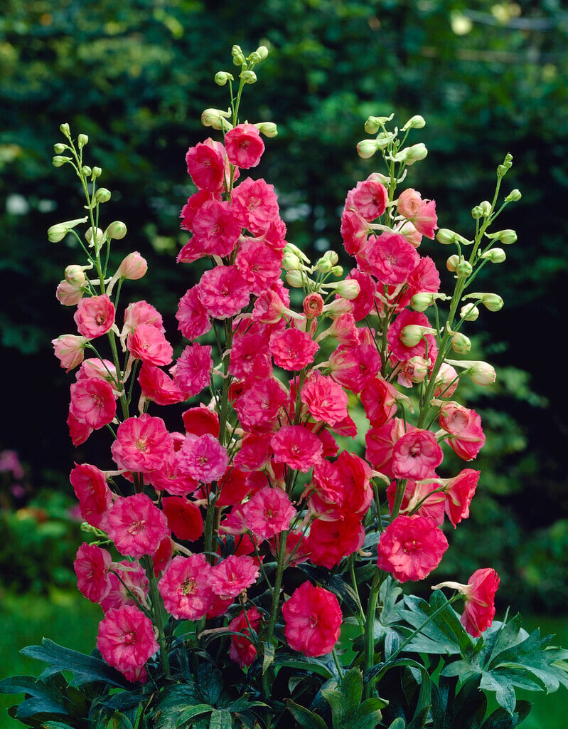 <i>Delphinium</i> 'Red Rocket'