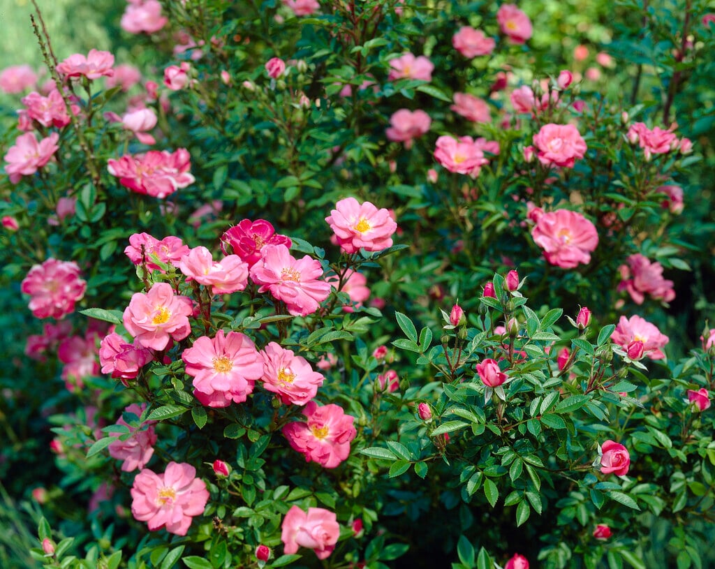 Rosa &Keitoli&PBR | rose [Ferdy] Roses/RHS Gardening