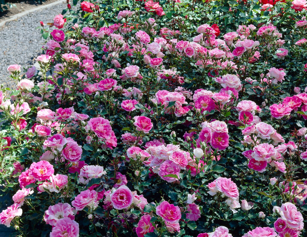rose [Regensberg]
